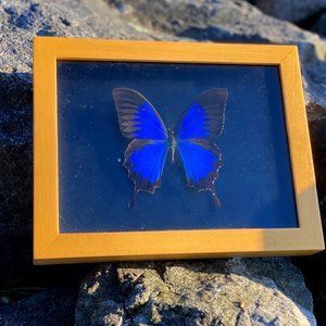 THE BLUE SWALLOWTAIL (PAPILIO ULYSSES) BUTTERFLY